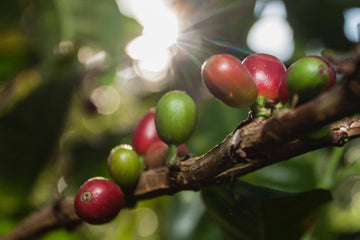 sweet valley single origin coffee